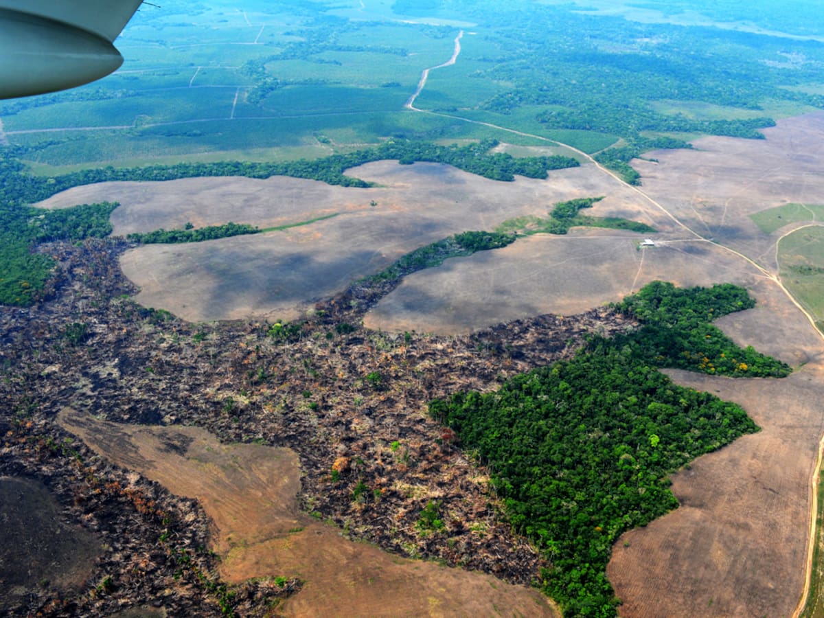 El colapso del “pulmón del mundo”: Dos tercios de la Amazonía están en riesgo de convertirse en sabana