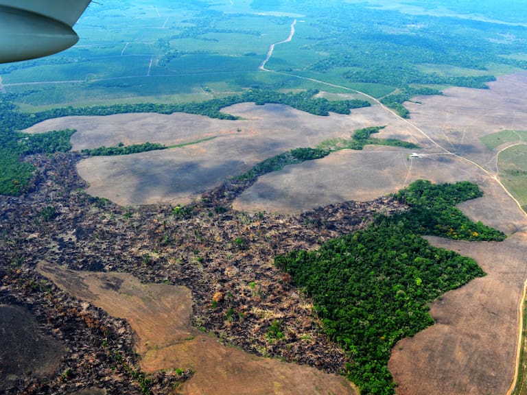 El colapso del “pulmón del mundo”: Dos tercios de la Amazonía están en riesgo de convertirse en sabana