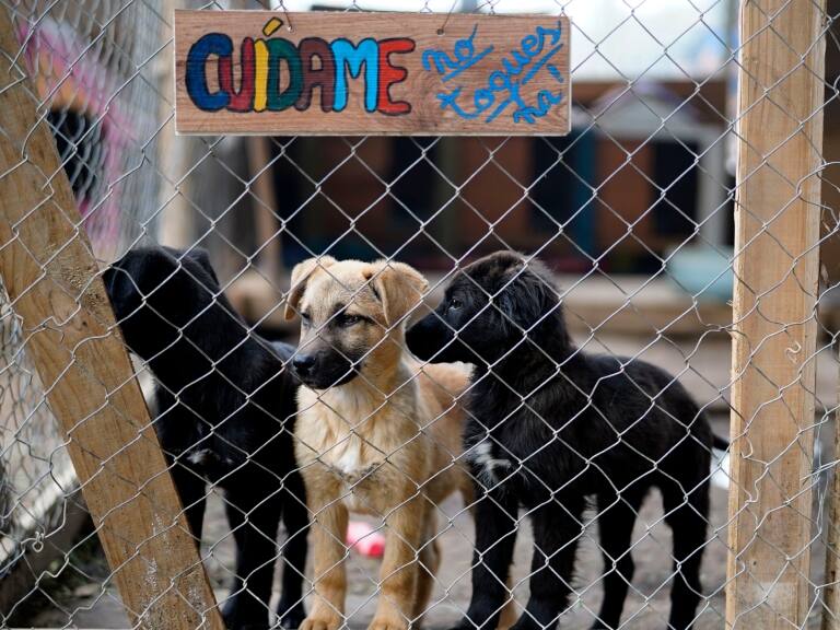 Entre aullidos interminables y el mal olor: las condiciones de más de 20 perros maltratados encontrados en Conchalí
