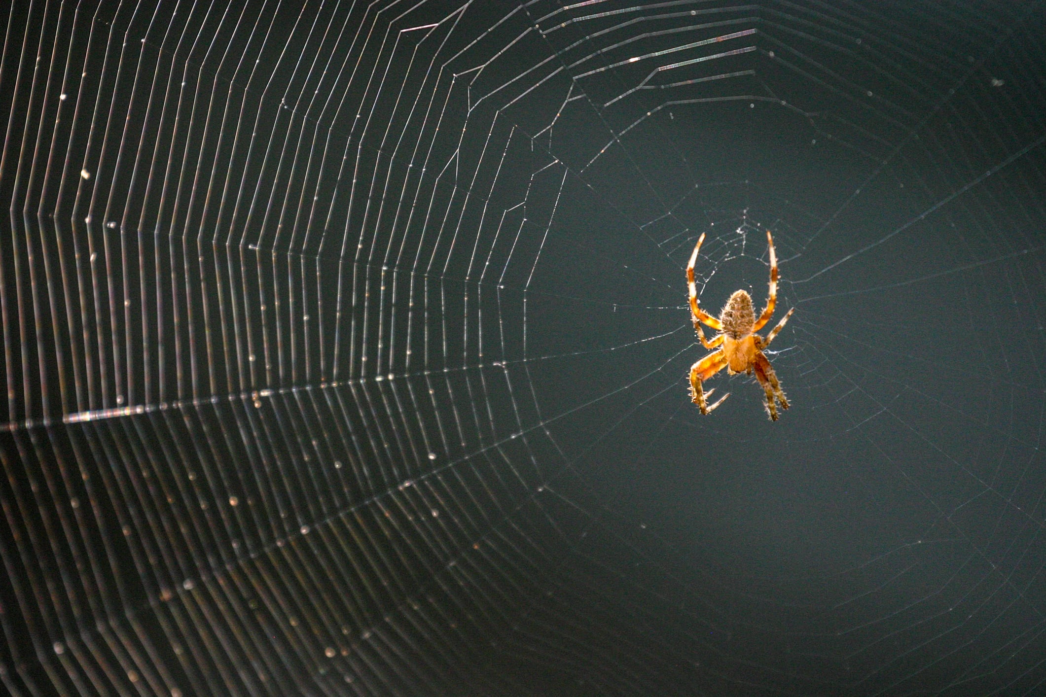 araña de jardín