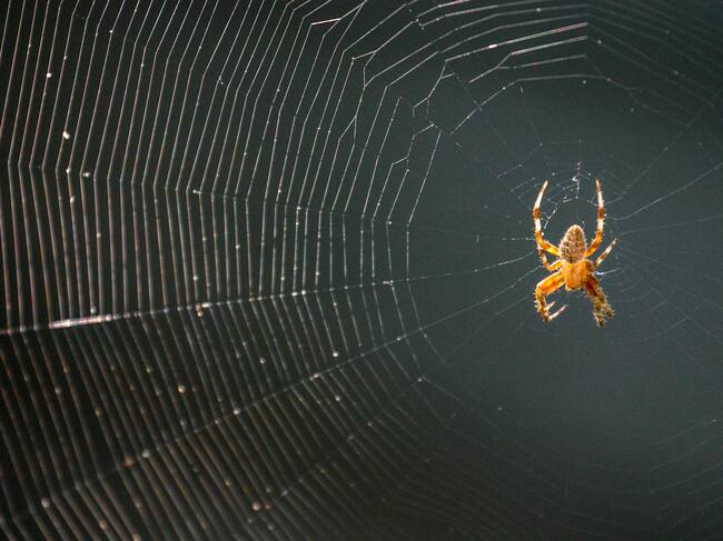 araña de jardín