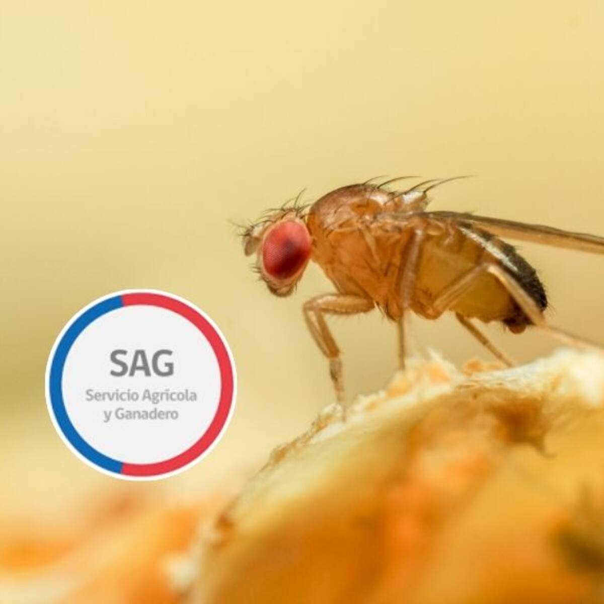 Diputado alerta por brotes de mosca de la fruta y exige medidas urgentes en región de Coquimbo