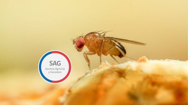 Mosca de la fruta