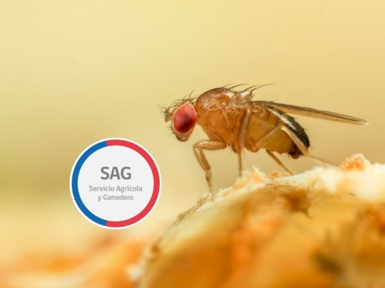 Mosca de la fruta