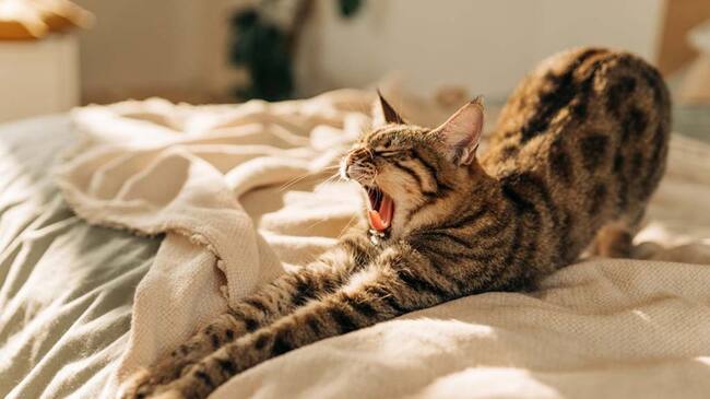 Día Internacional del Gato