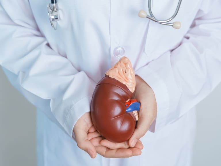 Día Mundial del Riñón: nefróloga entrega recomendaciones para evitar enfermedades