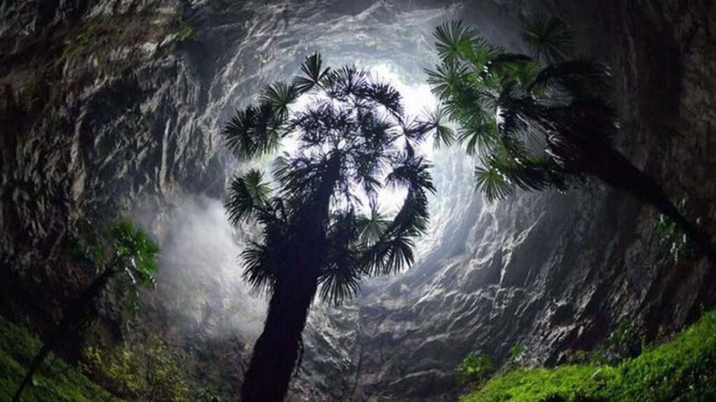 Bosque Chino