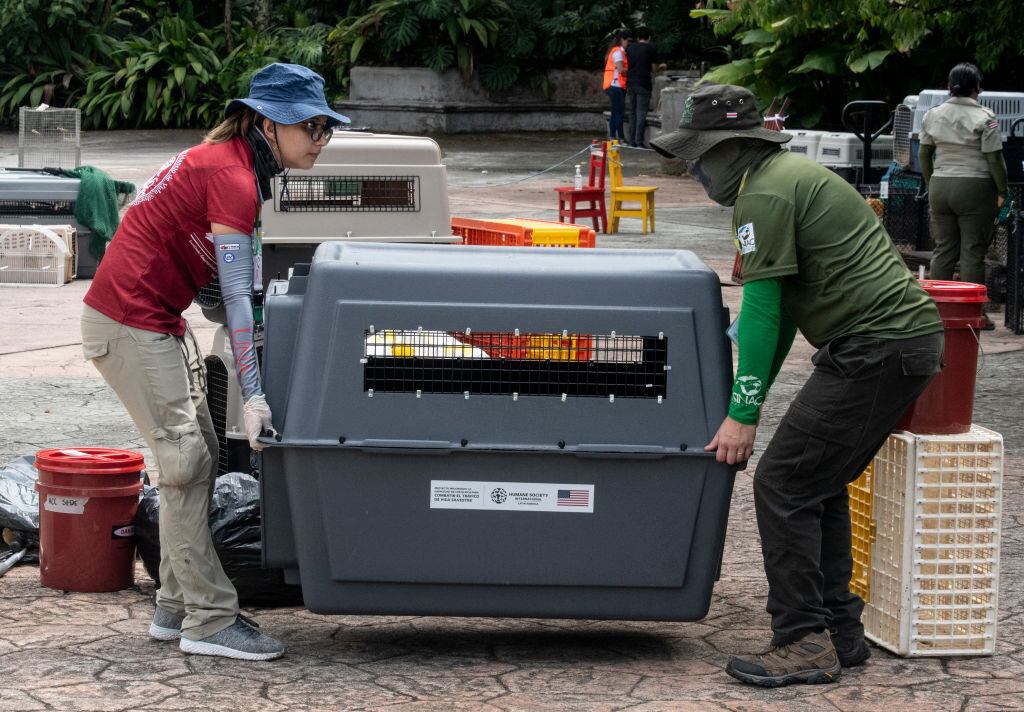 Members of Costa Rica's Environment Ministry carry a pet crate after the closure of the Simon Bolivar State Zoo in San Jose, Costa Rica on May 11, 2024. Costa Rica's government announced on May 9 the closure of two state zoos, after 11 years of litigation over a 2013 bill that bans keeping caged wild animals in captivity. (Photo by Ezequiel Becerra / AFP) (Photo by EZEQUIEL BECERRA/AFP via Getty Images)