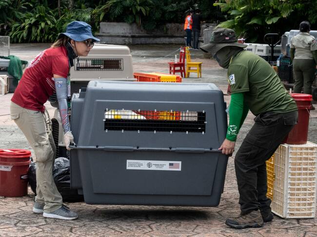 Members of Costa Rica's Environment Ministry carry a pet crate after the closure of the Simon Bolivar State Zoo in San Jose, Costa Rica on May 11, 2024. Costa Rica's government announced on May 9 the closure of two state zoos, after 11 years of litigation over a 2013 bill that bans keeping caged wild animals in captivity. (Photo by Ezequiel Becerra / AFP) (Photo by EZEQUIEL BECERRA/AFP via Getty Images)