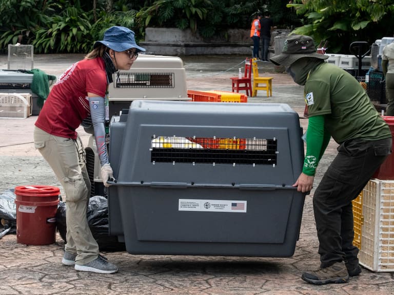 Members of Costa Rica's Environment Ministry carry a pet crate after the closure of the Simon Bolivar State Zoo in San Jose, Costa Rica on May 11, 2024. Costa Rica's government announced on May 9 the closure of two state zoos, after 11 years of litigation over a 2013 bill that bans keeping caged wild animals in captivity. (Photo by Ezequiel Becerra / AFP) (Photo by EZEQUIEL BECERRA/AFP via Getty Images)