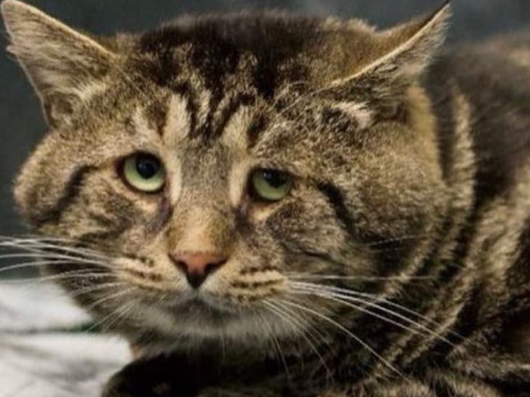 Fishtopher: la historia del gato que tenía la cara triste, pero que un día cambió su rostro