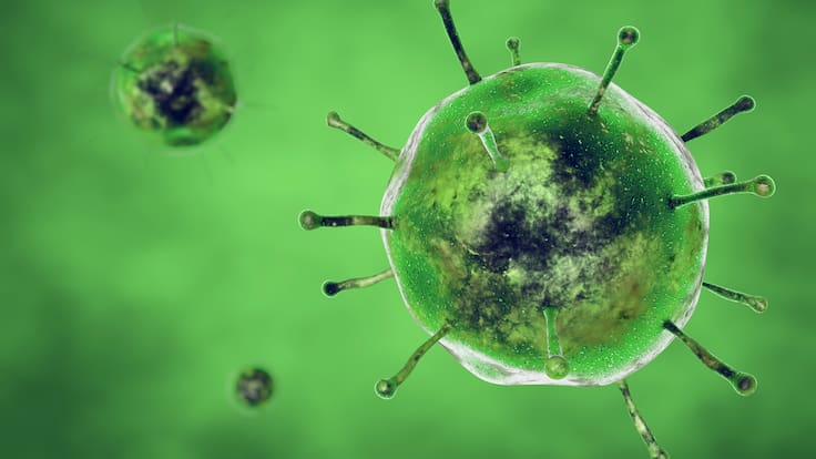 Virus del Oropouche: cuáles son los síntomas de la enfermedad que ya dejó dos muertos en Sudamérica