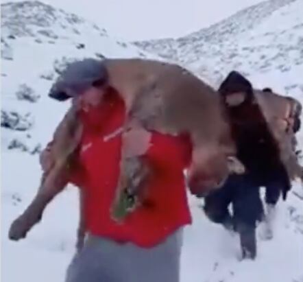 pumas caza ilegal neuquén