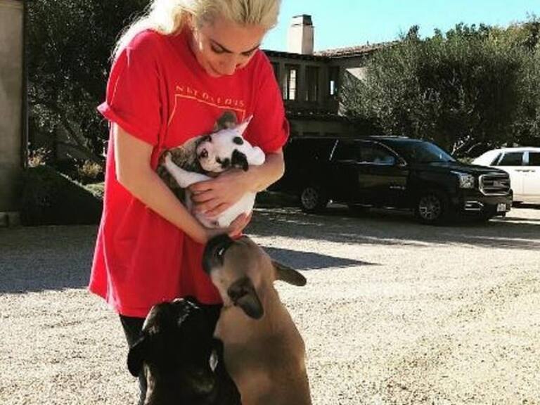 Recibió cuatro disparos en el pecho: paseador de perros de Lady Gaga fue víctima de secuestradores caninos