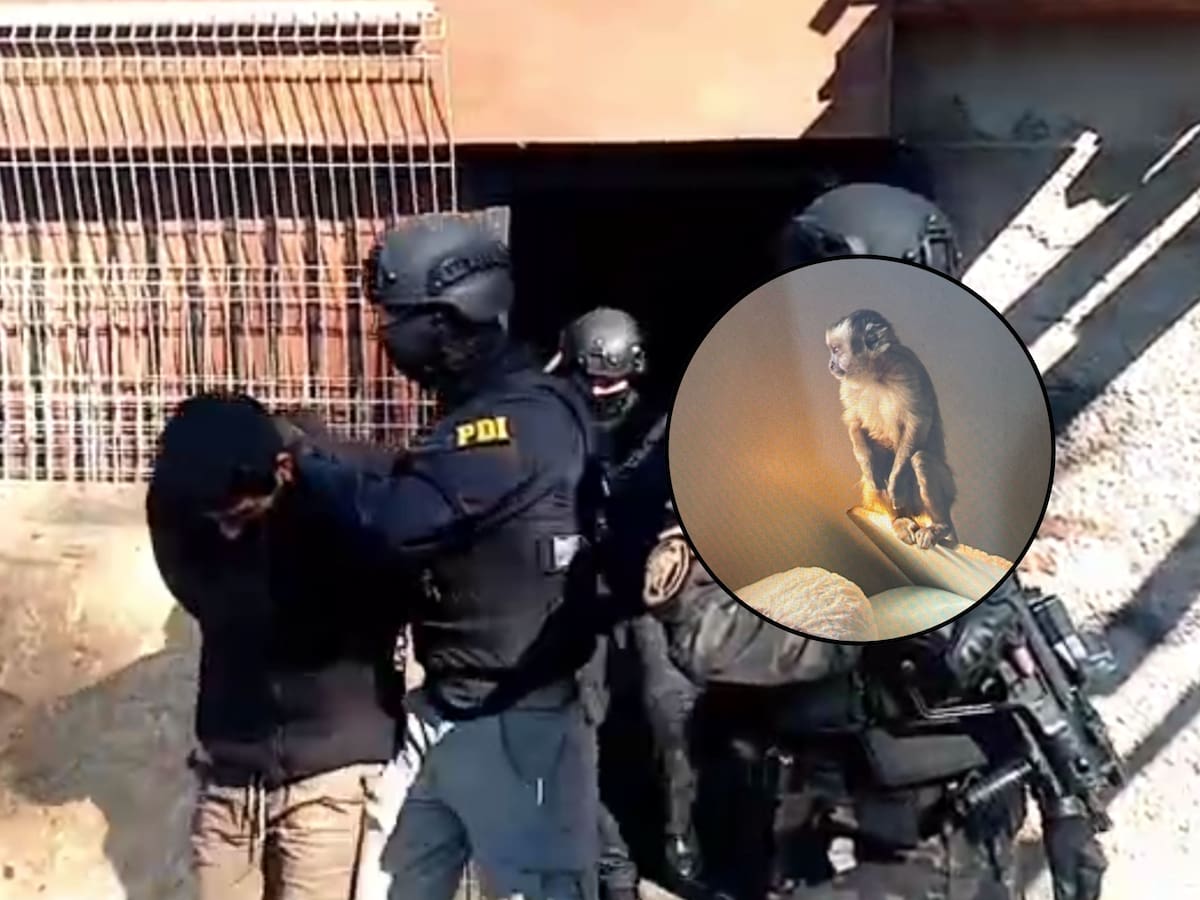 Un mono incautado y varios detenidos en operativo antidrogas en la Región Metropolitana: líder operaba desde Santiago 1