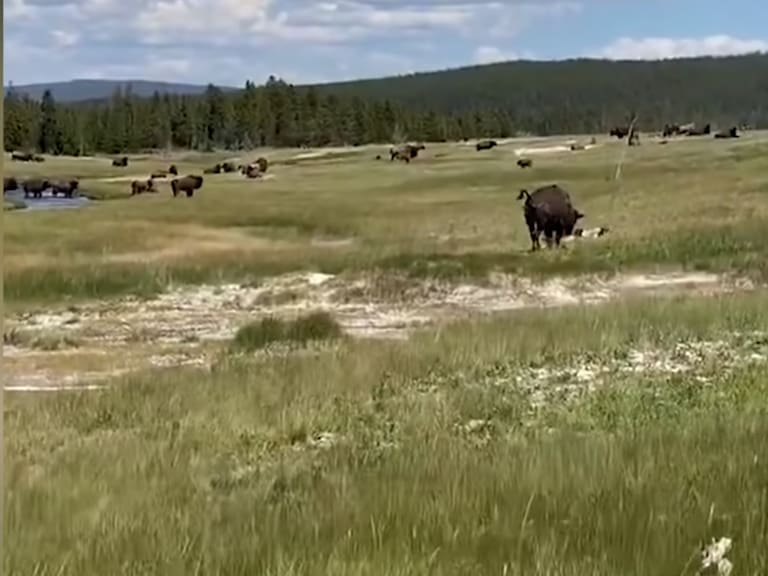 Mujer se hace la muerta para evitar el ataque de un bisonte en Estados Unidos