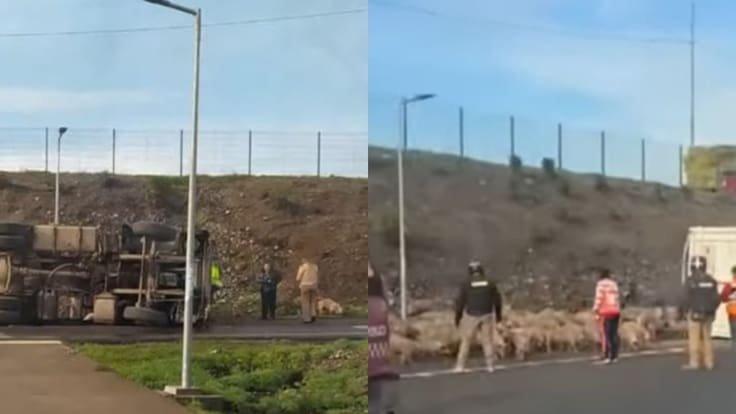 Camión con 400 cerdos vuelca en acceso a Ruta 78 y desata caótica emergencia en Talagante