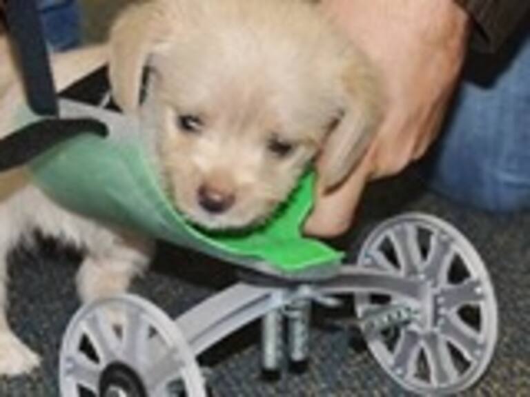 Científicos diseñan silla de ruedas para cachorro que nació con dos patas