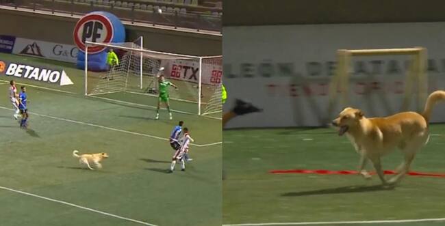 Nadie lo pudo sacar: incontrolable perro invade la cancha y detiene el partido entre Copiapó y Huachipato