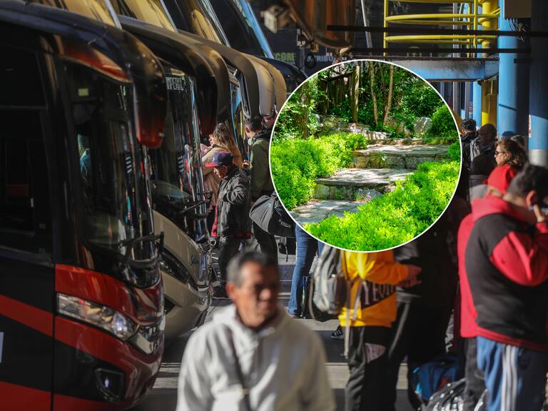Hubo críticas: Seremi de Medio Ambiente propone crear microbosques “estilo Miyawaki” en nuevo terminal de buses de San Bernardo