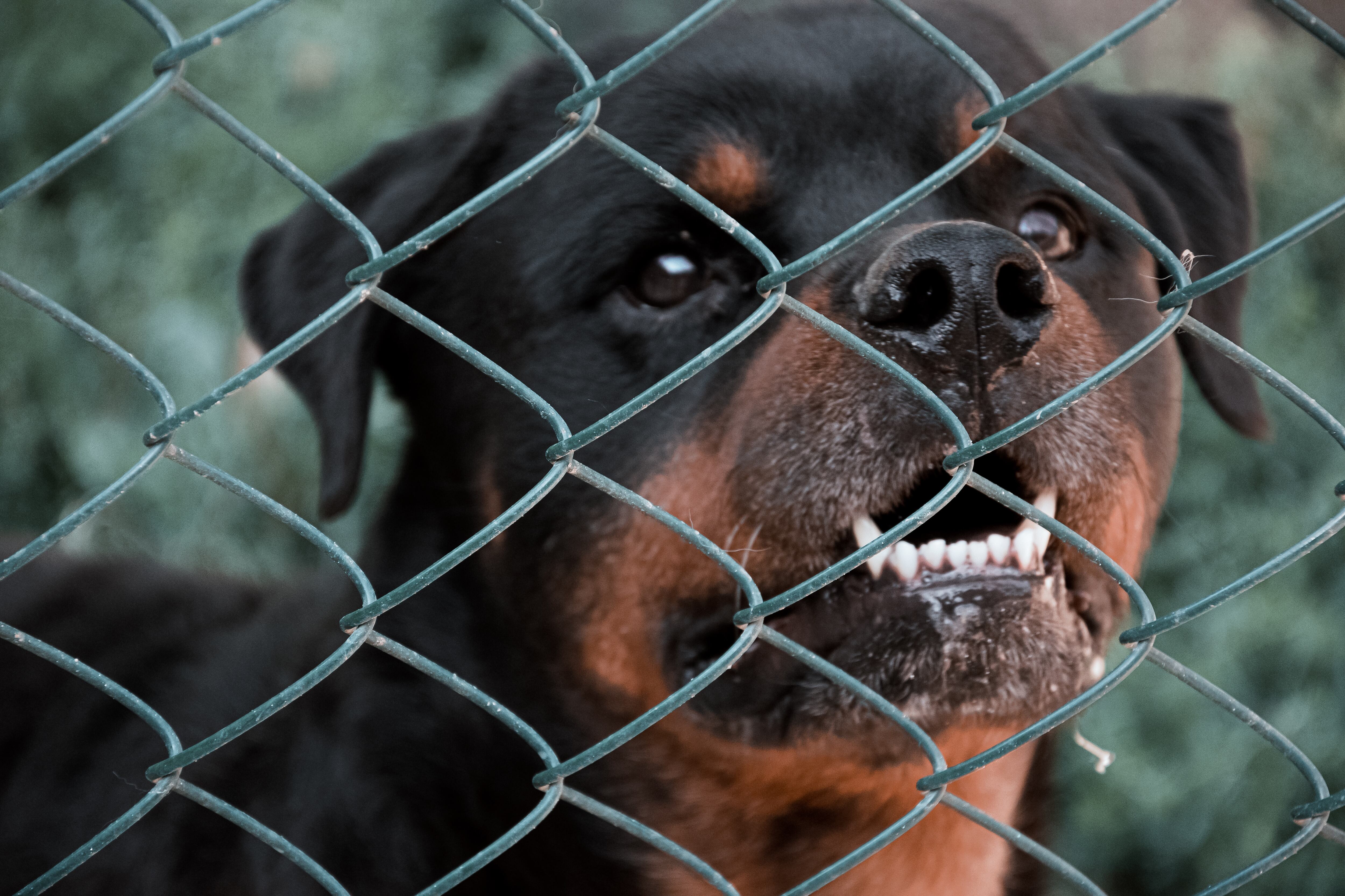 Rottweiler