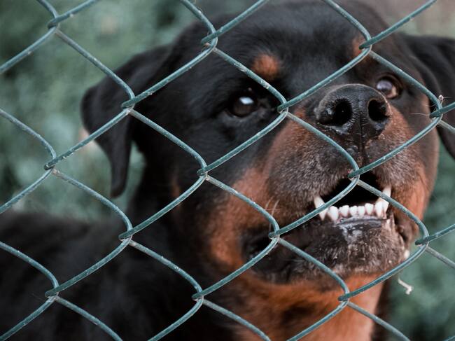 Rottweiler