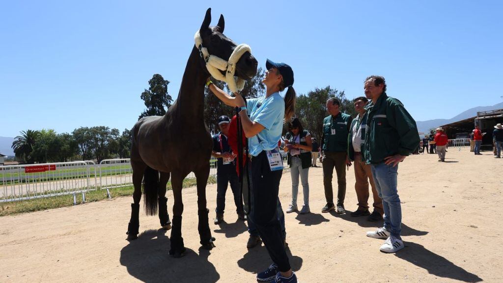 SAG, competencia ecuestre, caballos, 1024x576 jpg ok