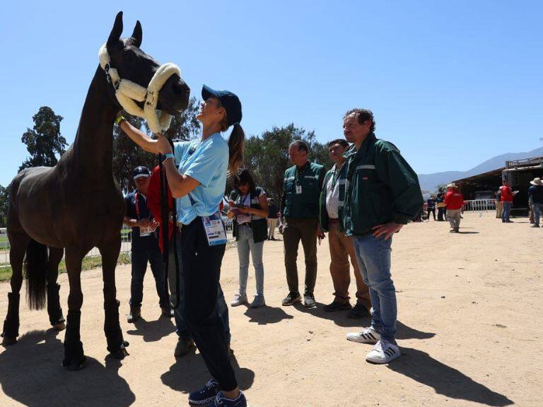 SAG, competencia ecuestre, caballos, 1024x576 jpg ok