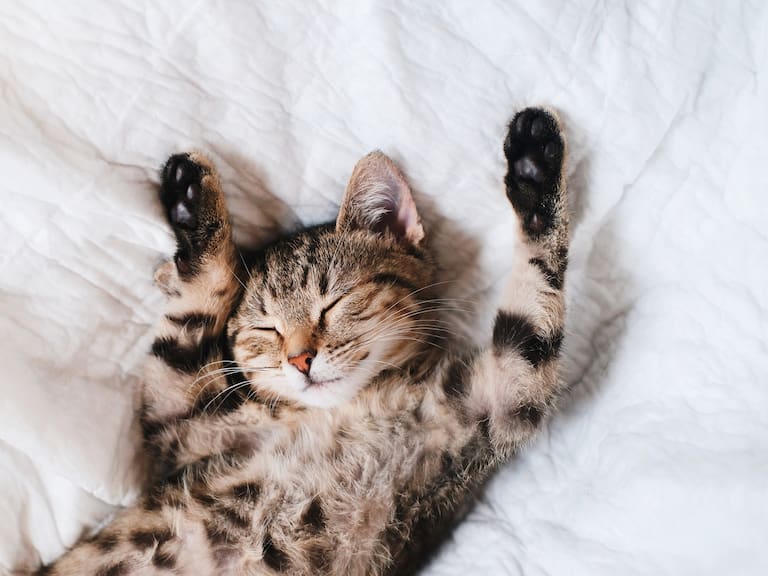 Día Internacional del Gato: ¿Por qué se celebra cada 8 de agosto?