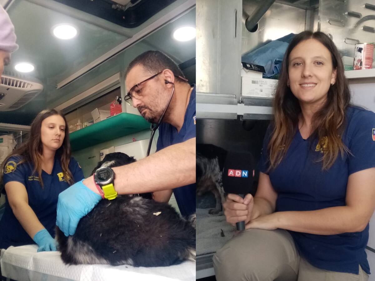 “Para entregar paz a sus dueños”: PDI entrega primeros auxilios a mascotas afectadas por incendios forestales