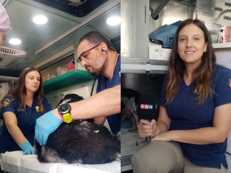 “Para entregar paz a sus dueños”: PDI entrega primeros auxilios a mascotas afectadas por incendios forestales