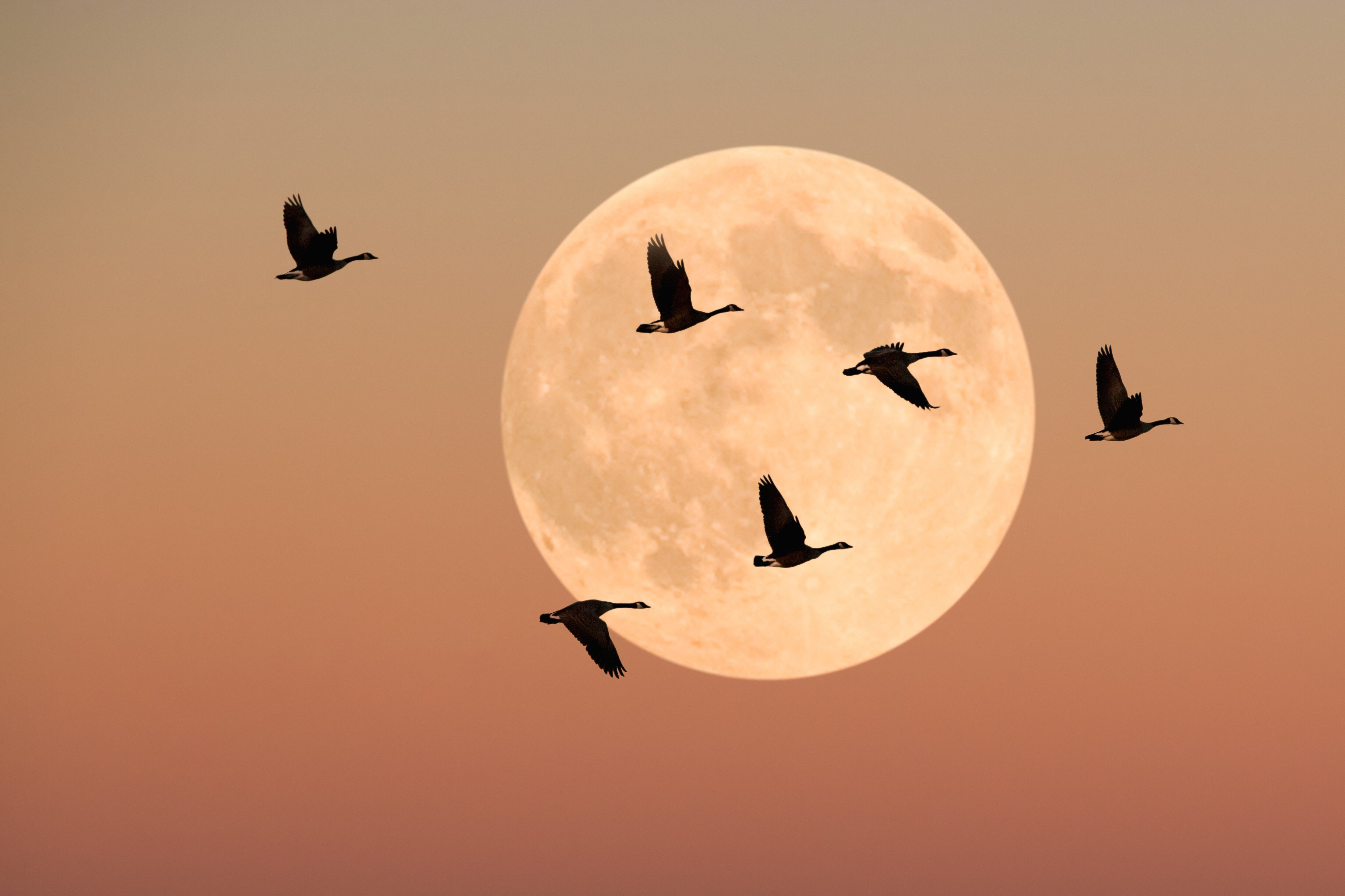 Aves