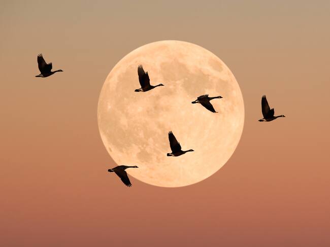 Aves
