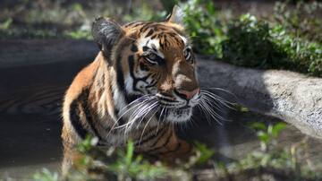 Rusia: hombre muere tras ser atacado por un tigre que anteriormente había matado a su perro