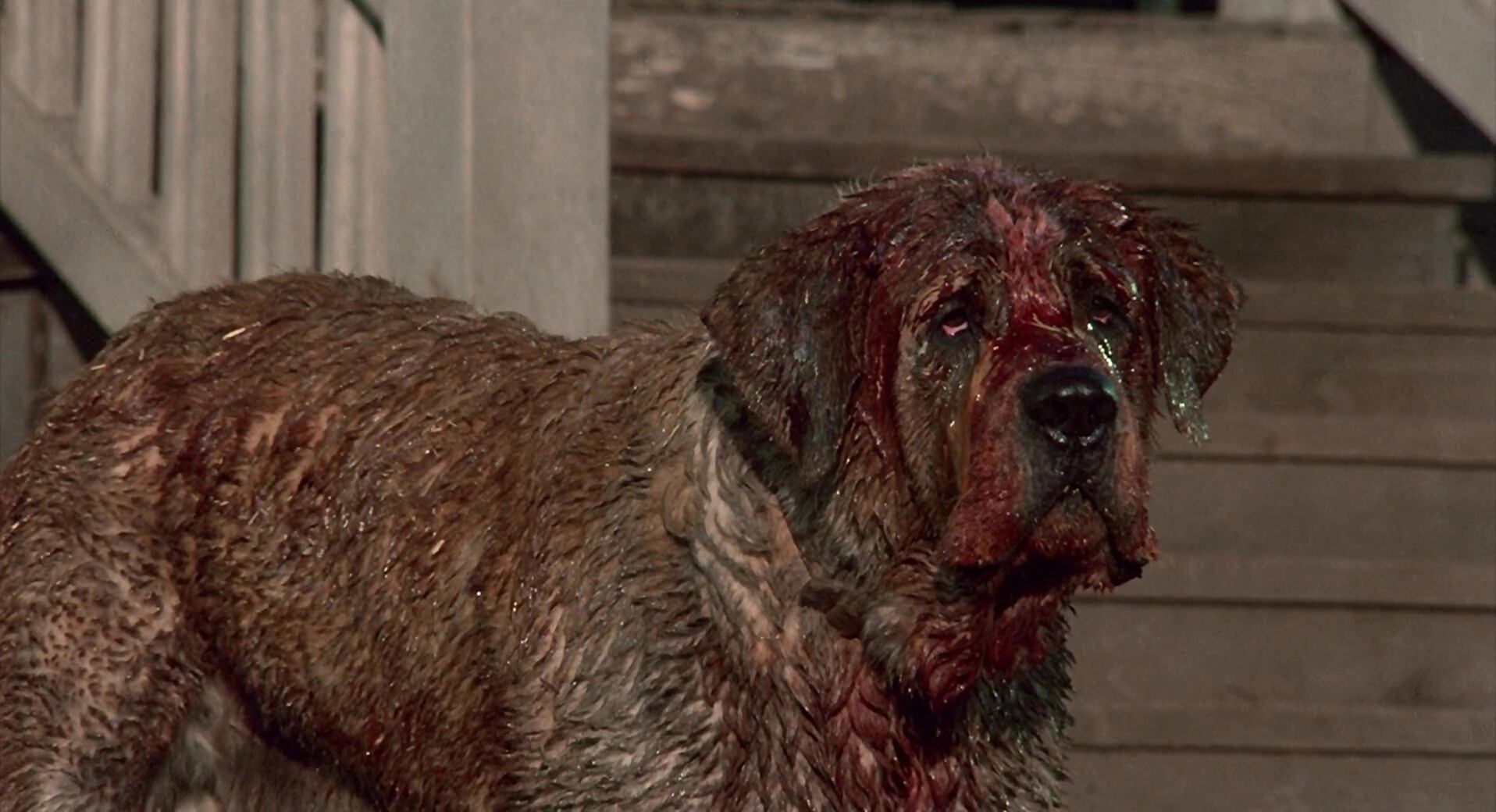 Cujo (1983)