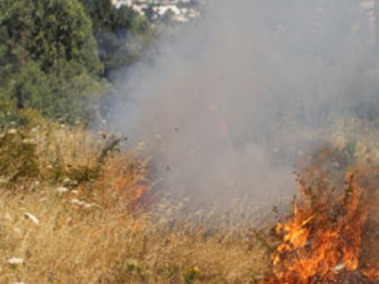 Decretan Alerta Roja en San Nicolás por incendio forestal: existe amenaza directa a 17 viviendas del sector