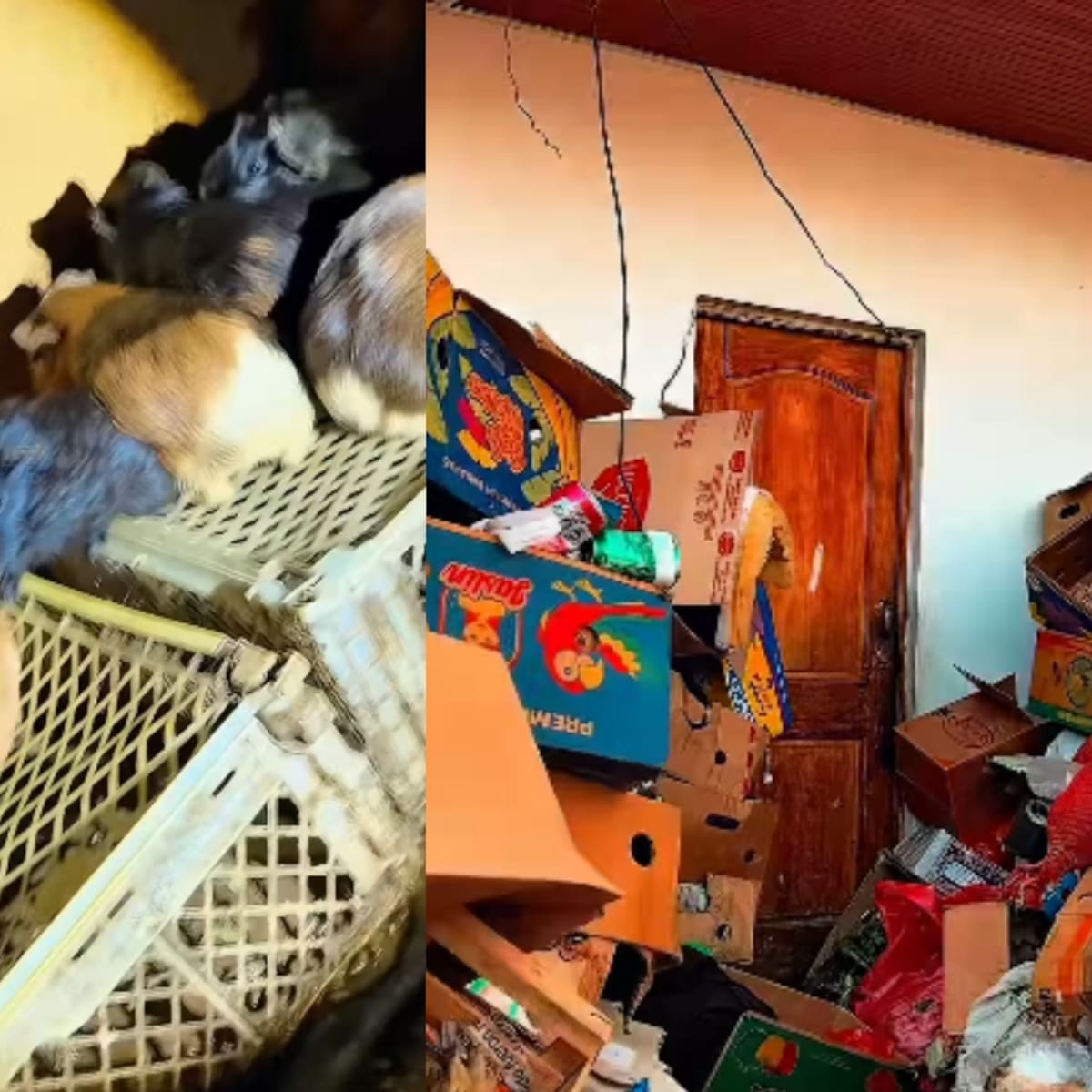 Impactante hallazgo en Ñuñoa: más de 100 cuyes vivían hacinados entre comida podrida en una casa