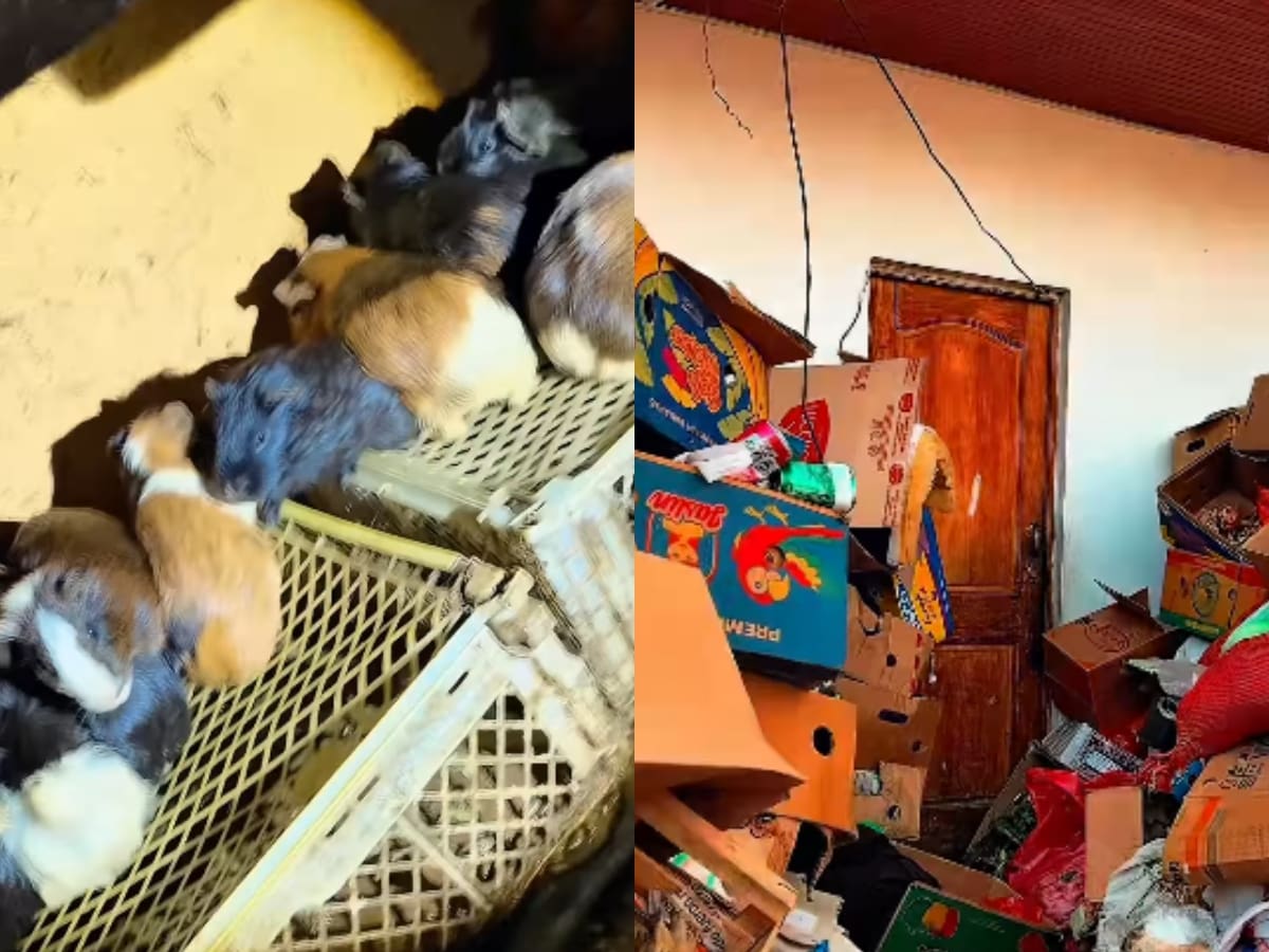 Impactante hallazgo en Ñuñoa: más de 100 cuyes vivían hacinados entre comida podrida en una casa