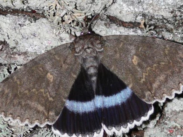Que pare el 2020: Polilla del tamaño de un pájaro es encontrada en Chernóbil