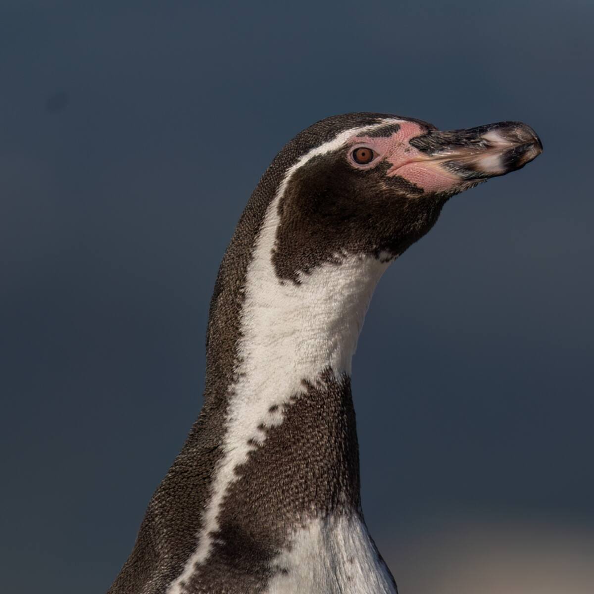 Pingüinos, albatros y más: Lanzan plan con 35 iniciativas para proteger las aves marinas de Chile