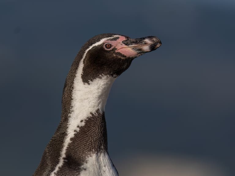 Pingüinos, albatros y más: Lanzan plan con 35 iniciativas para proteger las aves marinas de Chile
