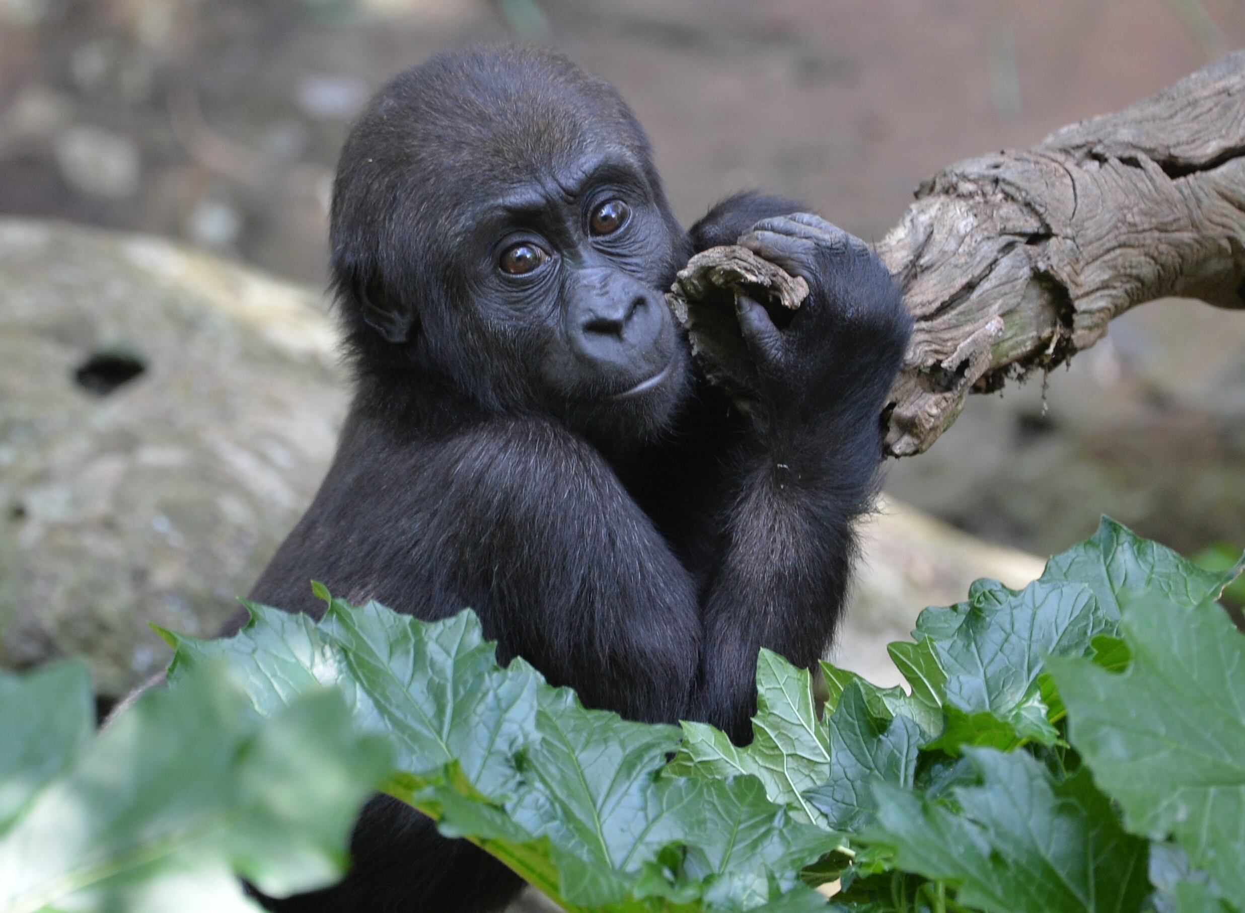 Kanji playing with her mother at Melbourne Zoo on a warm autumn day, Australia.