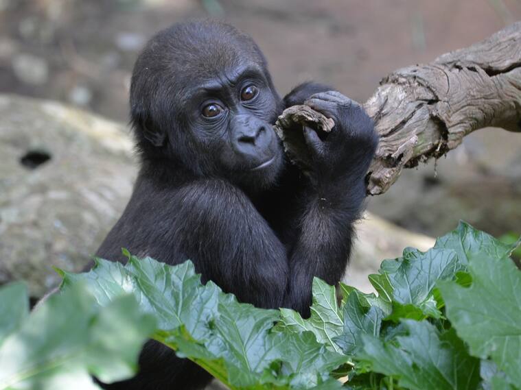 Kanji playing with her mother at Melbourne Zoo on a warm autumn day, Australia.
