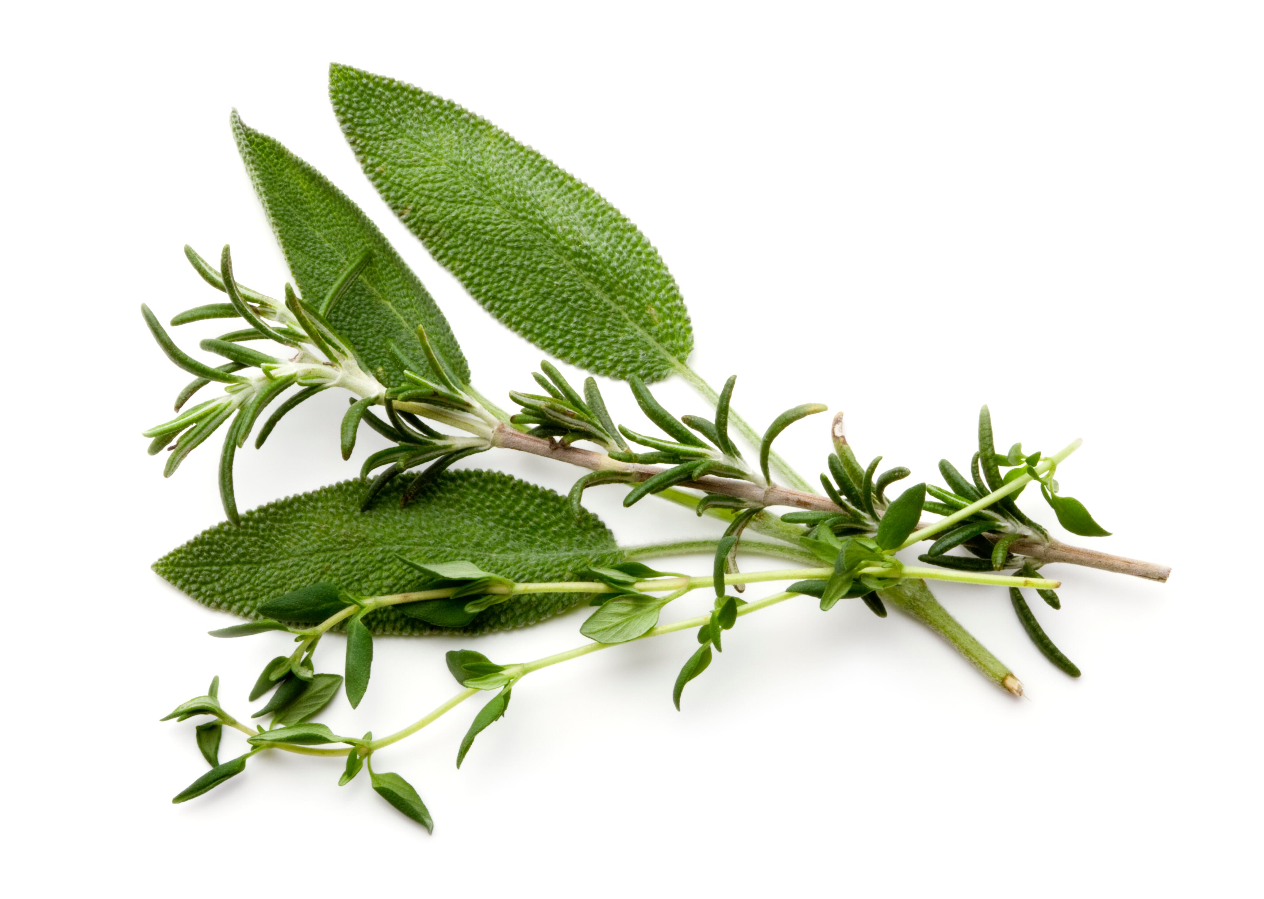 Romero y Salvia