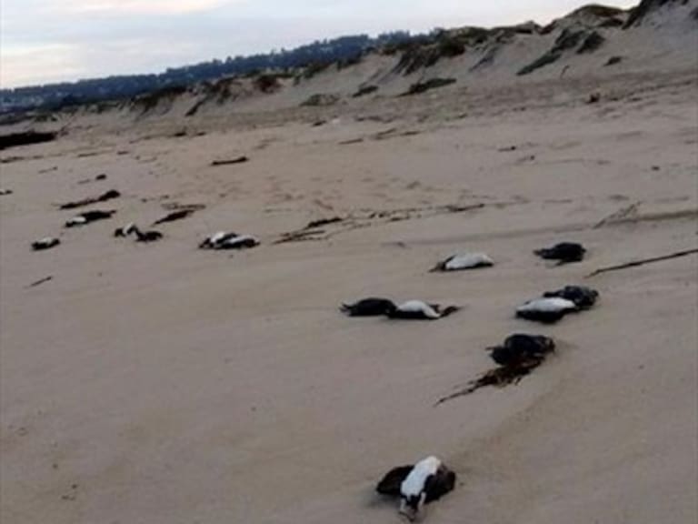 Un centenar de cormoranes fueron encontrados muertos en playas de la zona central