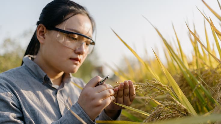 China marca un nuevo hito en el espacio: cosecharon arroz cultivado a partir de “semillas espaciales”