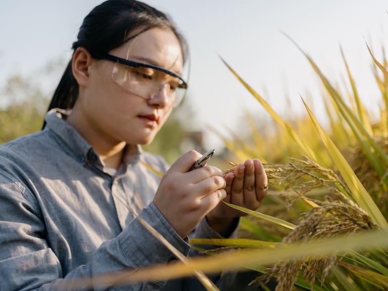 China marca un nuevo hito en el espacio: cosecharon arroz cultivado a partir de “semillas espaciales”
