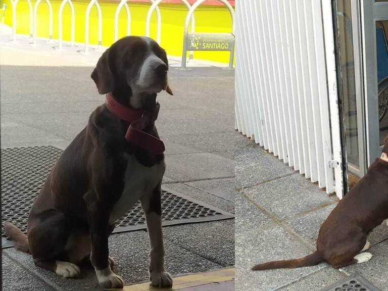 “Esperando hace más de dos horas”: perrito fue olvidado en local de votación de Maipú