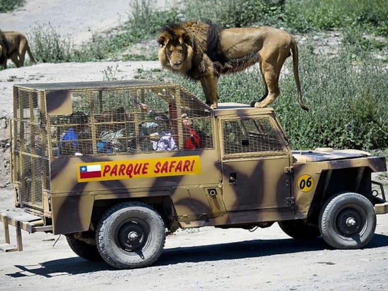 Trabajadora muere atacada por tigre en Rancagua