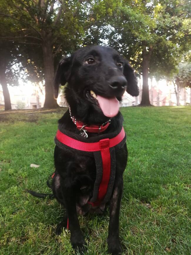 Tomasa | Adopciones David Fernández